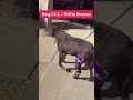 Dog CCL braces #ccl #dogrehabilitation #doggo