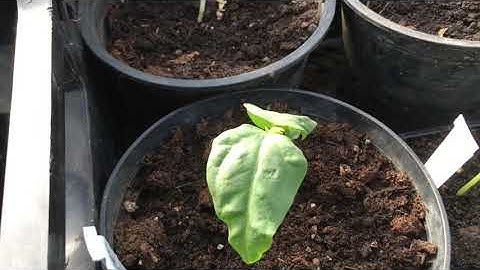 Microclimate greenhouse