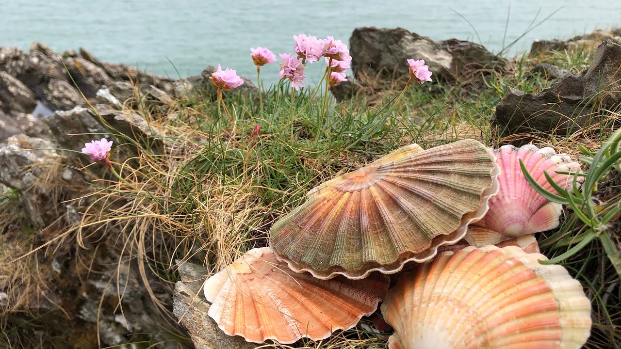Coastal Foraging and Exploring Scallops, Clams and Wild Edibles The