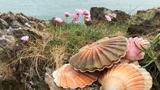 Coastal Foraging and Exploring - Scallops, Clams and Wild Edibles | The Fish Locker