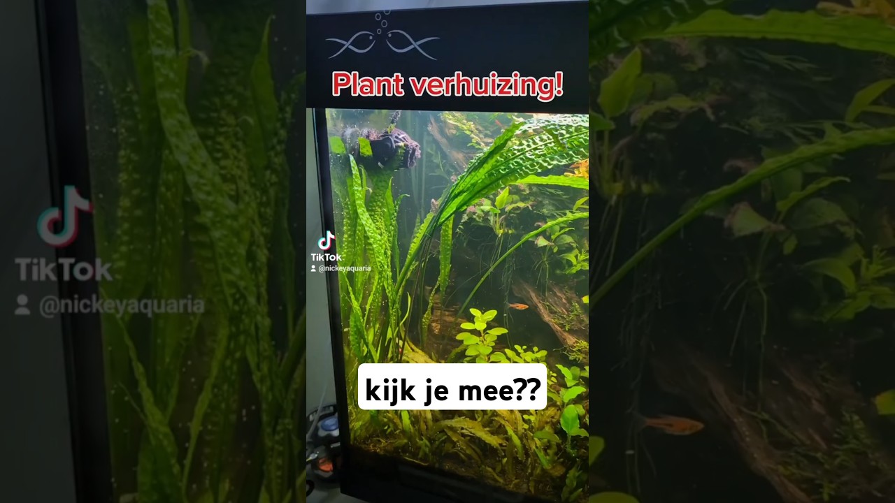 Plant verhuizing! Nu weer tijd om te groeien 💪