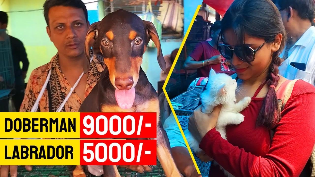 galiff-street-pet-market-kolkata-dog-market-in-kolkata-price-dog