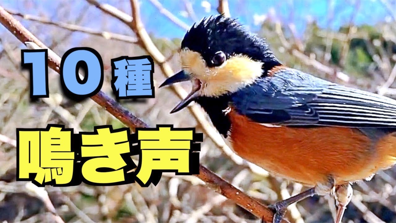 ヤマガラ10種のことば〜野鳥の鳴き声は仲間とのコミュニケーション