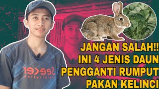 JANGAN SALAH!! INI 4 DAUN PENGGANTI RUMPUT PAKAN KELINCI