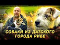 Собаки города Рибе. Преимущества маленькой породы