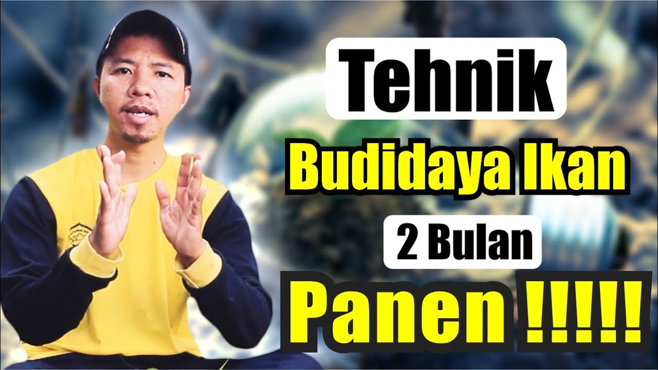 Budidaya Ikan Yang Mudah Dan Menguntungkan | Tutorial Lengkap 