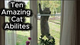 10 Cat Abilities Humans Could Only DREAM Of!