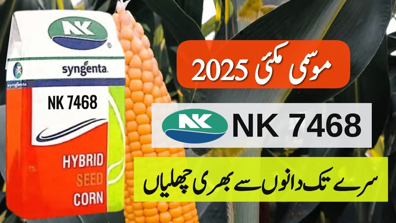 Salient Features of Syngenta NK 7468 Hybrid Corn Seed || New Maize Seed || Crop Informer