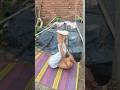 desi gym 🏋️ and DesiHomework abs #motivation #shorts viral video fitness desi boy #shahbajfitness