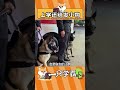不僅發小狗 還能跟著狗混 狗狗 警犬 不僅發小狗 還能跟著狗混 狗狗 警犬