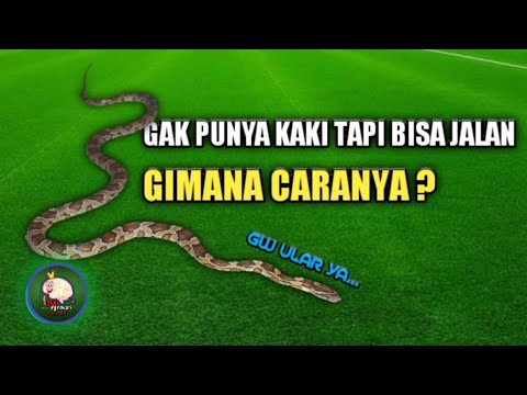 Video: Bagaimana Ular Itu Bergerak