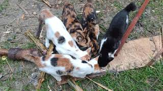 Kucing Kacoan Bengal Tapi Ekornya Diya Pendek