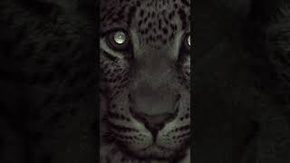 Leopard Attacks Lion!
π¦ Become a Love Nature member: https://youtube.com/c/lovenature/join
π₯ Love Nature on ROKU: https://bit.ly/3DBafVw
π₯ Love Nature Channel Finder: https://lovenature.com/channel-finder/
πΏ Subscribe to Love Nature: https://www.youtube.com/channel/UCRZPkuHwaoKwTP3CYPdVldg?sub_confirmation=1
π₯ Subscribe to Love Nature Predators: https://www.youtube.com/channel/UCTzyZlFYjZCzg2ZWy91q4mw?sub_confirmation=1
π Subscribe to Love Nature En EspaΓ±ol: https://www.youtube.com/channel/UCRHkMm2Abjm0LI0oIY5FkXg?sub_confirmation=1
π£ Subscribe to Love Nature Kids: https://www.youtube.com/channel/UCRTS4oDpZYmz9CKp3v01yHg?sub_confirmation=1
π Facebook: https://www.facebook.com/LoveNatureTV/
π Instagram: https://www.instagram.com/lovenature/
Love Nature brings viewers closer to nature with exclusive and awe-inspiring stories from around the world, fostering a deeper understanding and connection to this planet we call home. πΏ
#animals #wildlife #nature Leopard Attacks Lion!