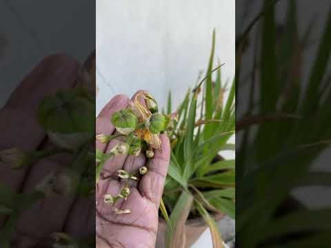 Video: Seed Propagation Of Freesia