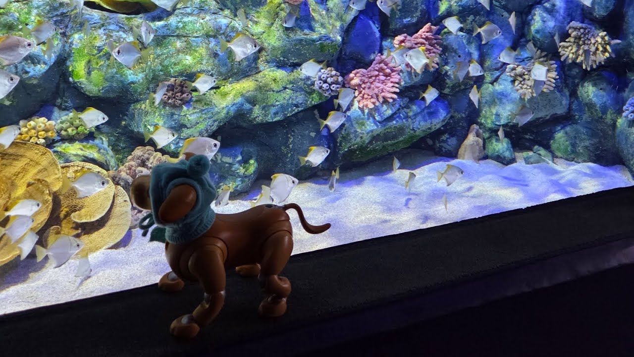 a robot dog visited the aquarium
