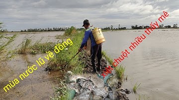 mùa nước lũ về đồng xiệt chuột ếch quá mê. bắt chuột  quá dễ dàng 