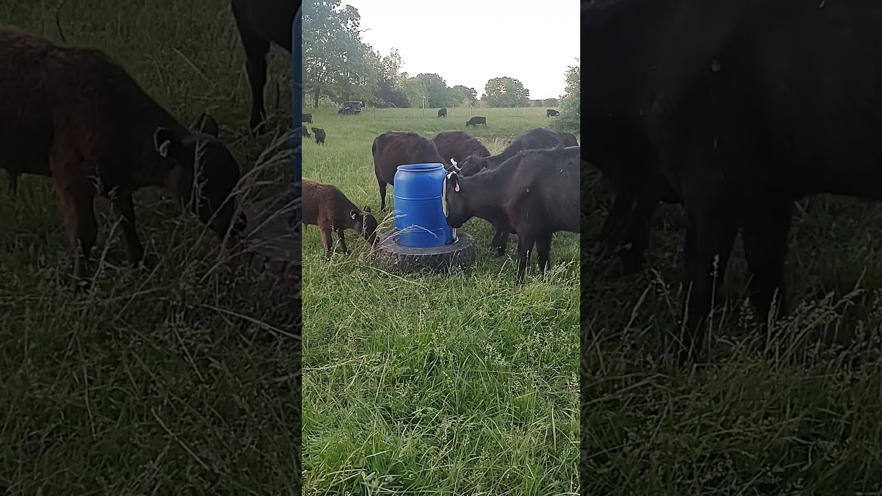 Face Fly control with Permethrin and Canola oil. #grazing #rotationalgrazing #grazingcreation