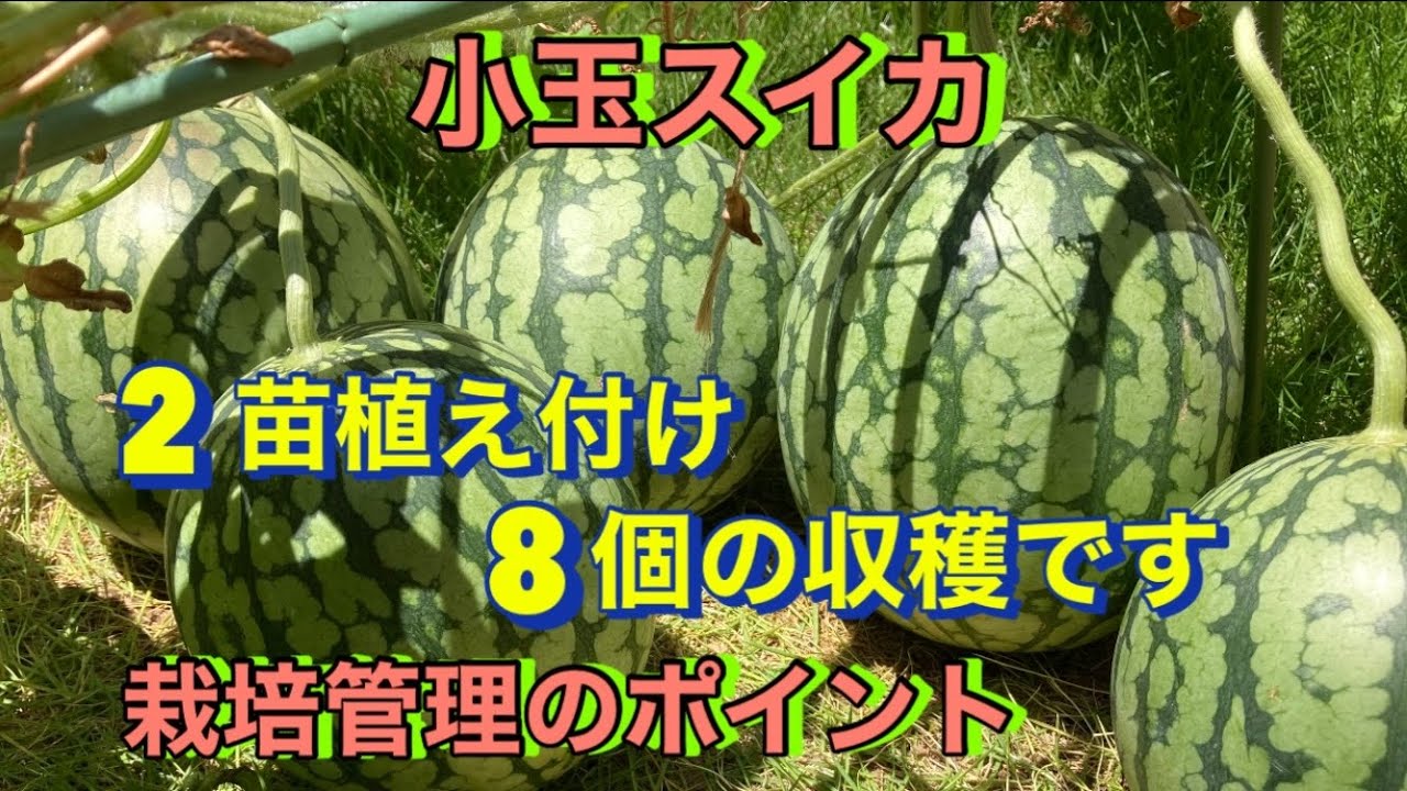 小玉スイカ🍉(2苗植え付けて８個の収穫です)栽培管理のポイント