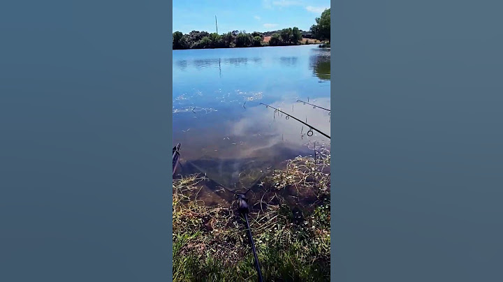 Дикарь Карпфишинг | Carpfishing | Ловля карпа | Wild Carp