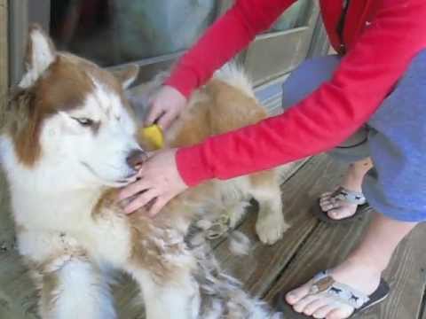How much do Siberian Huskies Shed? - YouTube