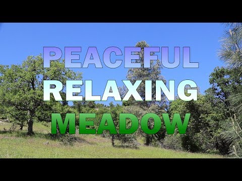Peaceful Relaxing Meadow