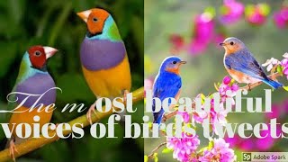 أجمل أصوات الطيور المغدرة في العالم  The most beautiful voices of birds tweets