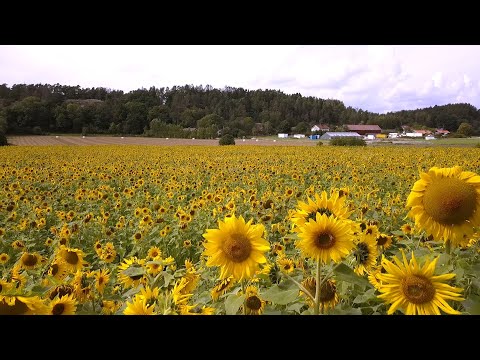 Video: Ett Konstigt Piktogram På Ett Solrosfält I Krasnodar-territoriet - Alternativ Vy