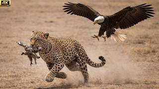 A Mother Eagle Saves Her Chick From A Leopard From Egg To Survival