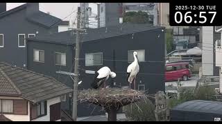 Download Lagu Kansai/JP           ❤️Ina and Mina: A busy morning in the nest. MP3