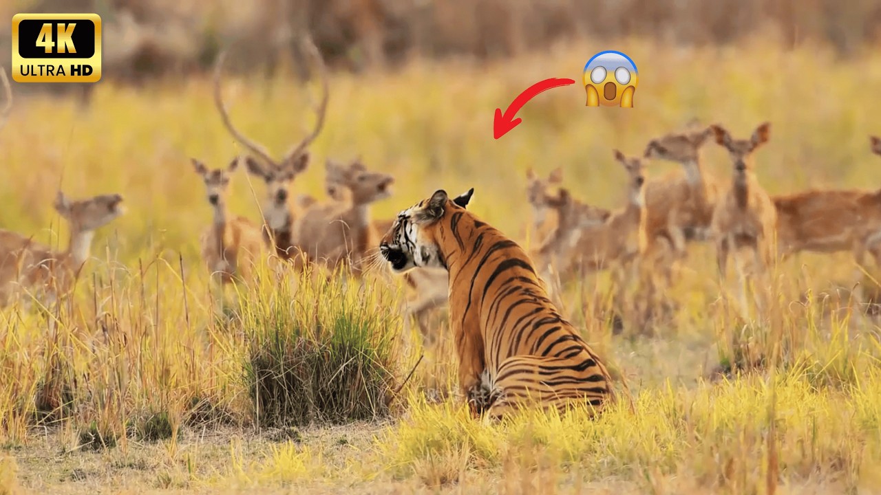 Cuộc Hành Trình Sinh Tồn Của Hổ Mẹ | Sinh Tồn Nơi Hoang Dã