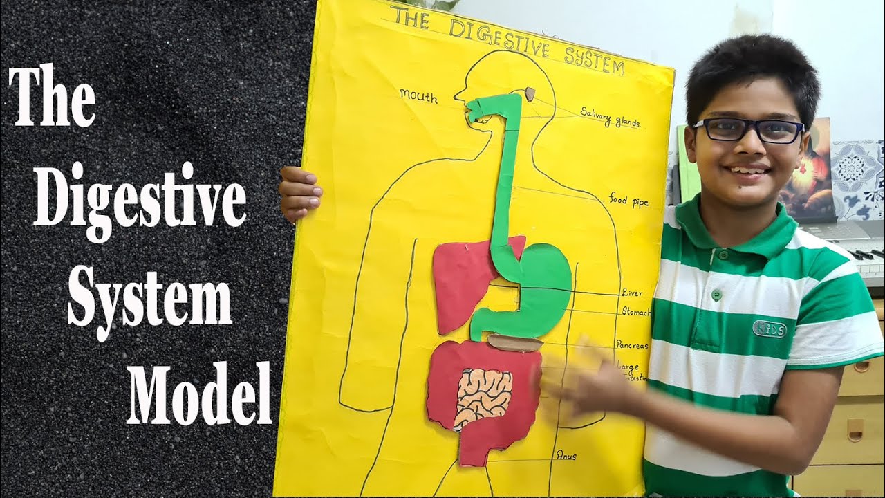 How To Build A Digestive System Model For Kids
