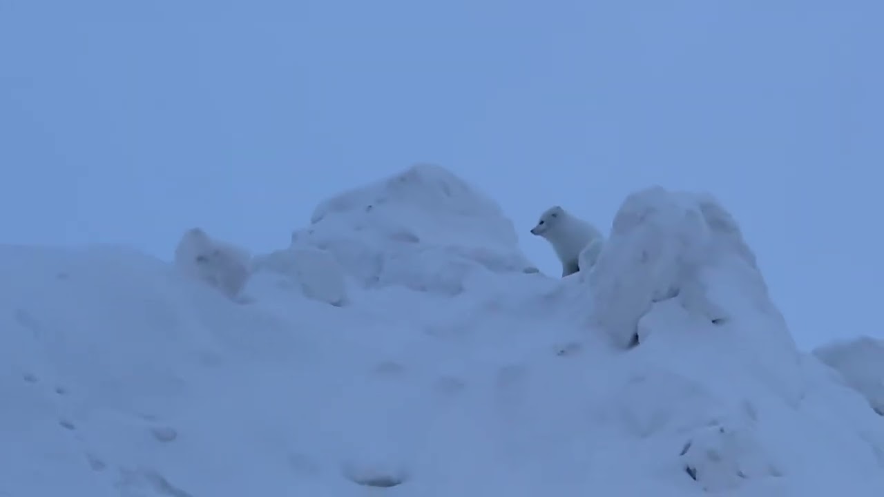 Arctic fox Alaska