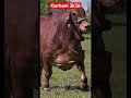 Kitni din baki 🥰 #2k26qurbani #cowqurbani #cow #cowlover #cowvideos #cowboys #cows #youtubeshorts