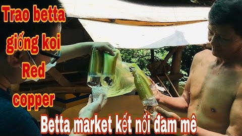 Kết nối đam mê cùng betta market -Thái Salem hỗ trợ cá betta giống red copper cho chú 3 lục bình