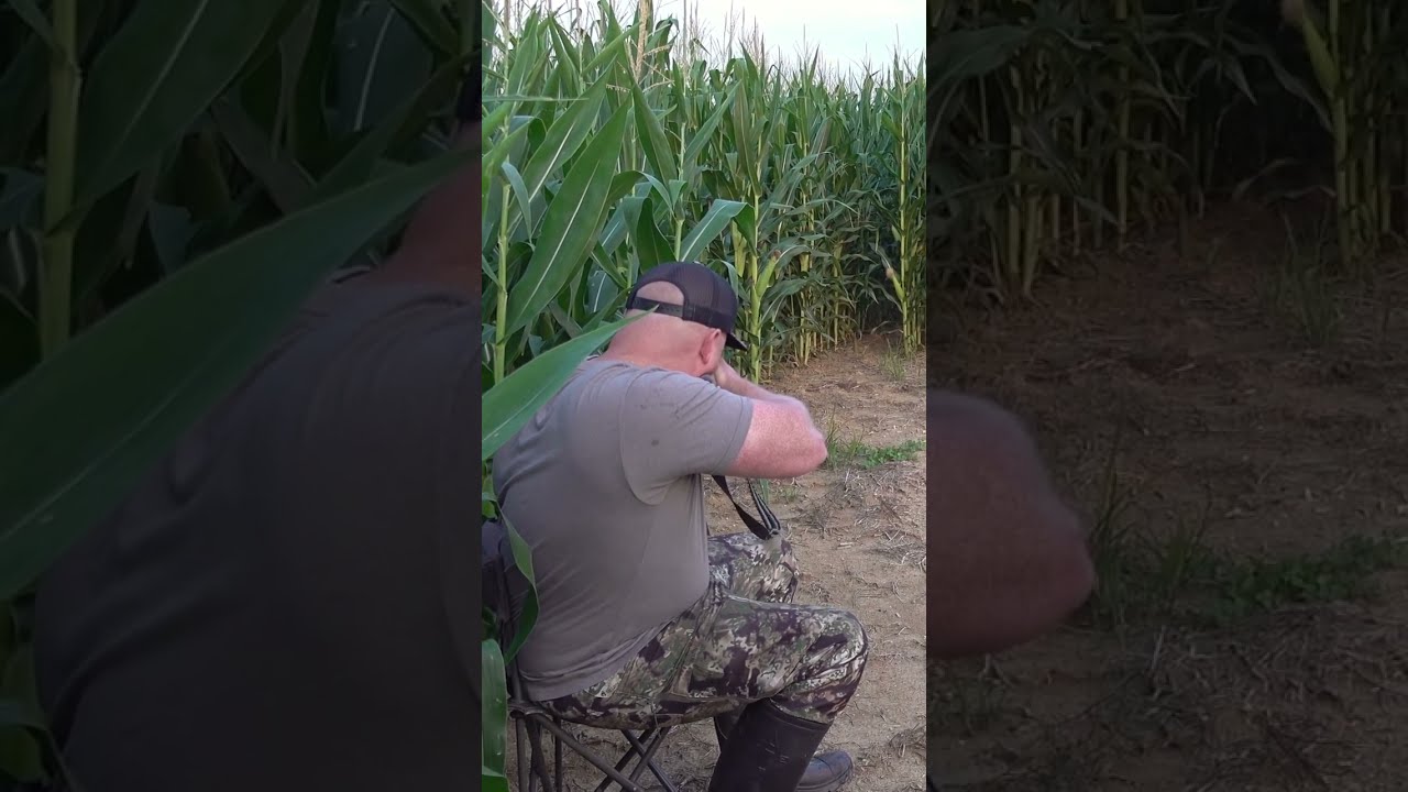 Hunter Surrounded By Coyotes Howling Animal Predatorhunting Coyote Wildlife