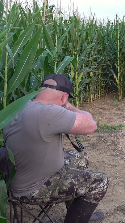 Pemburu dikelilingi oleh anjing hutan! #melolong #hewan #perburuanpredator #anjing hutan #anjing hutan #satwa liar