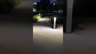 Darling kit fox sighted in Bakersfield