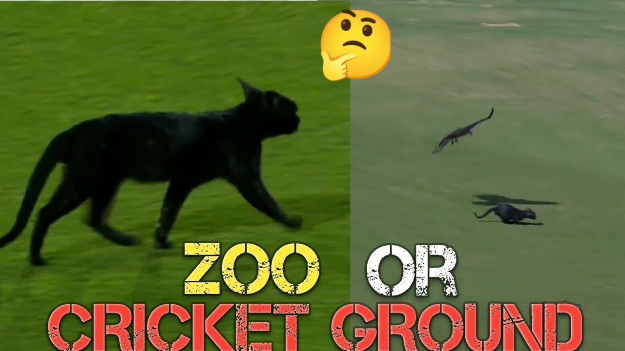 People Troll Pakistan due to Unwanted animals coming inside the Ground | Black Dog