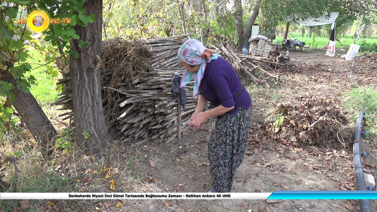 Sonbaharda Niyazi-İnci Günel Tarlasında Bağbozumu Zamanı - Nallıhan Ankara 4K UHD