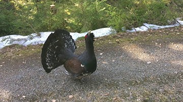 A wood grouse in the mating mood at Råmossa working trail