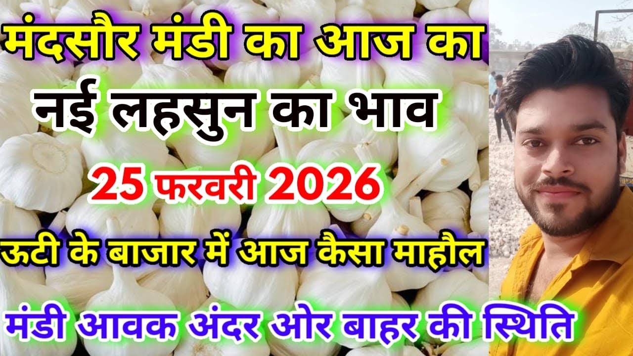मंदसौर मंडी का आज का नई ऊटी लहसुन का भाव | Aaj Ka Ooty Lahsun Ka Bhav | Mandsaur Mandi Bhav 
