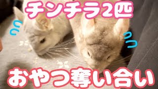 大好きなパパさんからおやつを貰う2匹のチンチラは大忙し！！【チンチラ日記その21】Chinchilla's Diary21