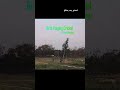 #villagelife #bihar #day #vlog #shorts #video #lifestyle #peace #capture #minivlog