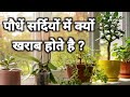सर्दियों में प्लांट खराब होने से कैसे बचाये | How To Save Plant In Winters #wintercare