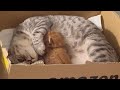 赤ちゃん子猫の鳴き声で慌てて戻って授乳を頑張る母猫