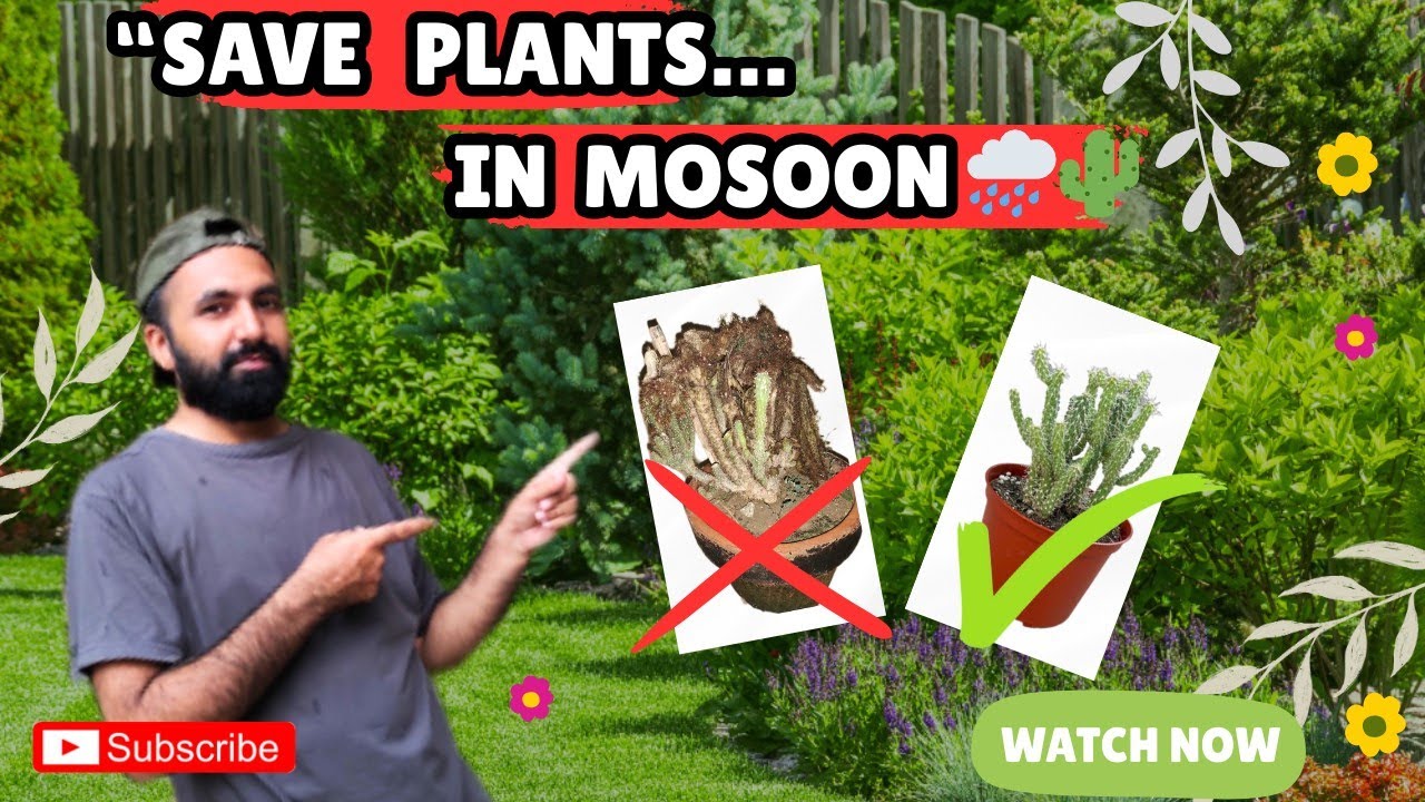 Cactus Care in Rain | Barish Mein Cactus Ko Kaise Bachayein? 