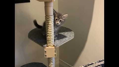 Merry  Pippin getting to know Kissapuu Cat Tree
