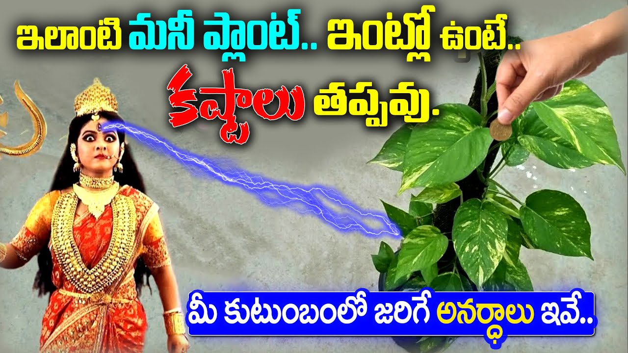 ఇలాంటి మనీ ప్లాంట్ ఇంట్లో ఉంటే.కష్టాలు తప్పవు మీ కుటుంబంలో జరిగే అనర్ధాలు ఇవే.. | Money Plant Vastu