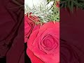 يا صباح الخير يااللي معانا يا صباح الخير يااللي معانا