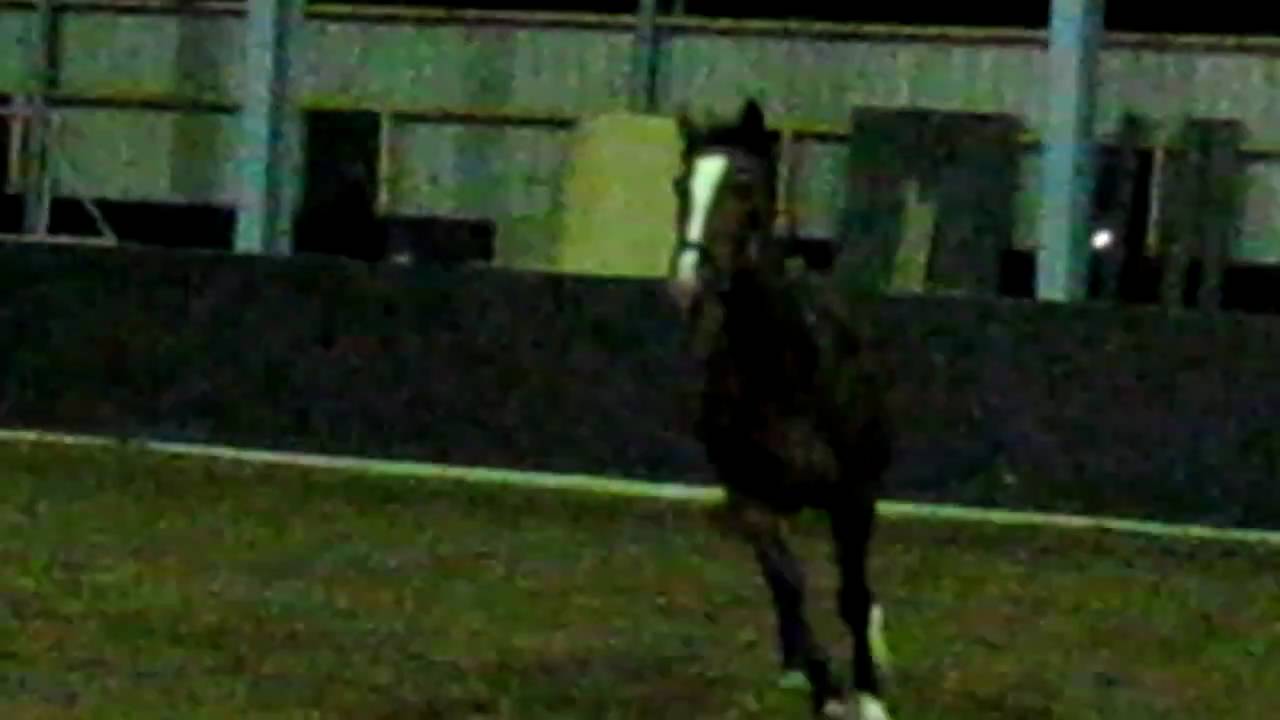 Groninger Paard, Groninger Horse